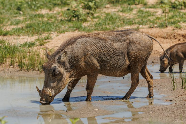 🐗 Les Mammifères